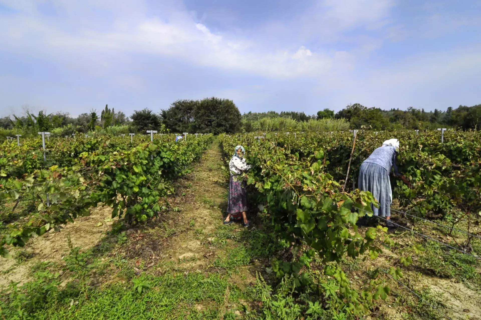 corfu wine tour